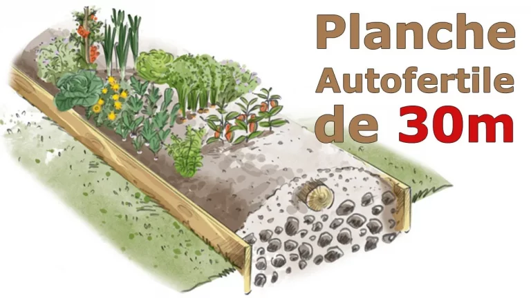 Planche Autofertile de 30m