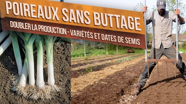 Poireaux Sans Buttage – Variétés et dates de Semis, Plantation et Récolte