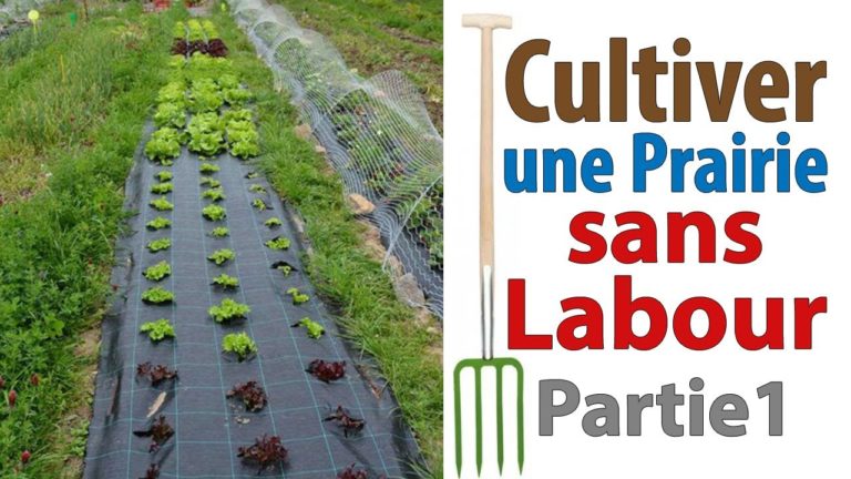 Cultiver une prairie sans labour