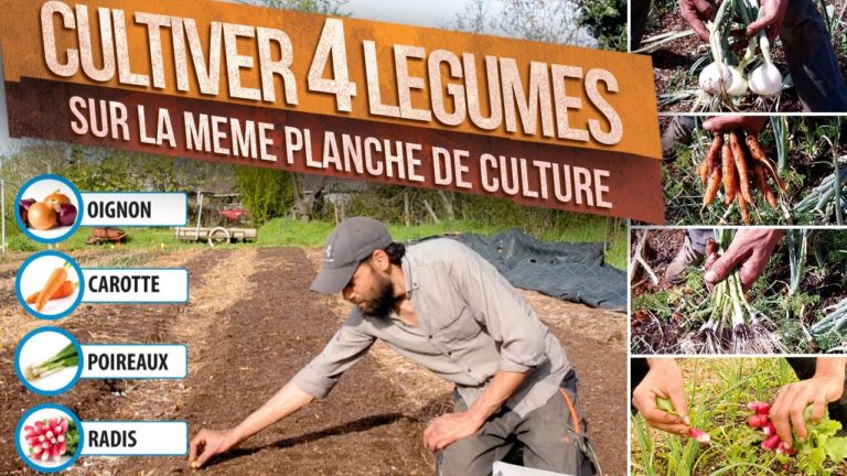 Association de 4 légumes sur la même planche de culture