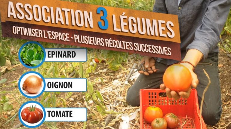 Association épinard oignon tomate – optimiser l’espace