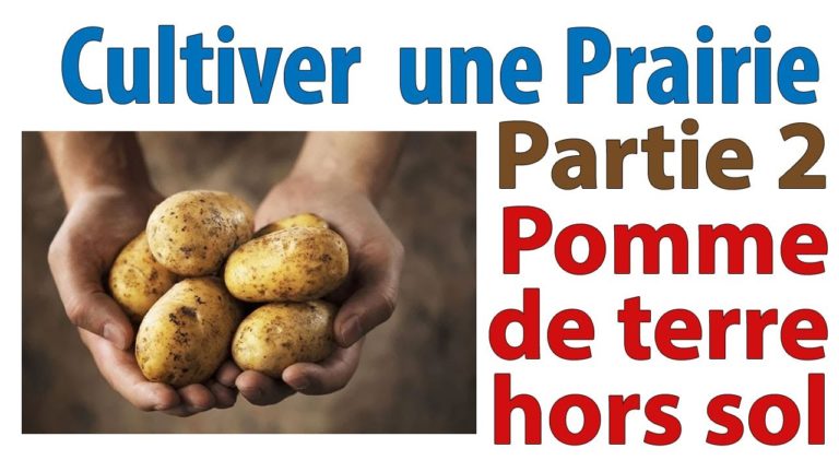 Cultiver la pomme de terre sous paille