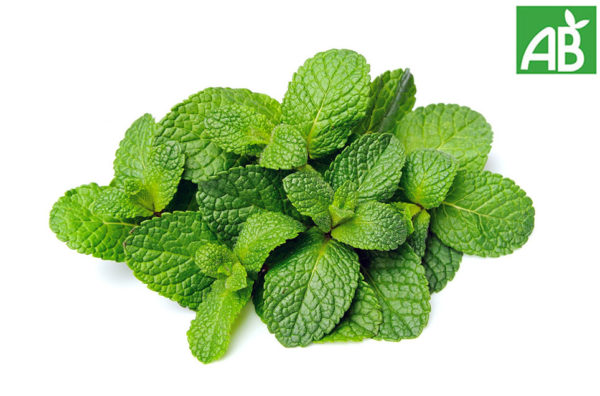 Menthe marocaine - le bouquet