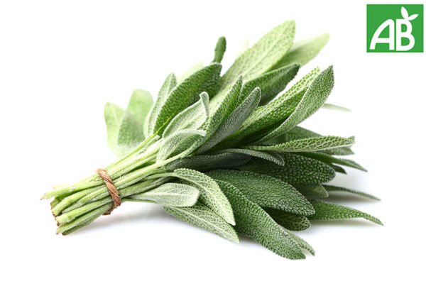 Sauge officinale - le bouquet
